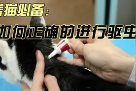 如何正确的给猫咪驱虫视频封面