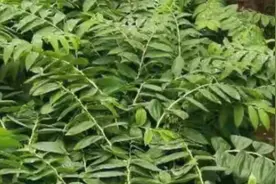 良种黄精种植技术视频封面