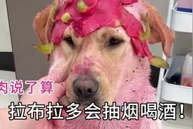 全网最通人性的狗狗，抽烟喝酒样样精通，网友:孟婆汤质量堪忧！视频封面
