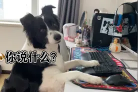 角色互换体验！聪明的边牧竟然学会了推车带主人兜风视频封面