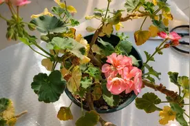 天竺葵出现黄叶怎么办，别光浇水一定要检查根系，才能找出原因。视频封面