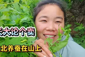 东北养蚕在山上，放树上随便它吃不用管，长大吐丝做茧论个卖视频封面