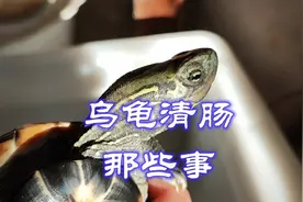 乌龟清肠的正确方法，宠物龟冬眠前停食的7个疑问和注意事项解答