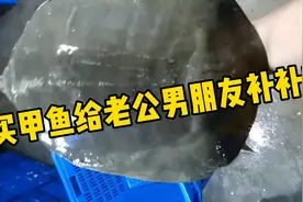 甲鱼对男人对女人的作用都很好，很滋补#甲鱼#营养#滋补视频封面