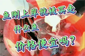 山东青岛，鱼刚出海就被人买走，黑头鲻鱼偏口……价格贵吗？视频封面