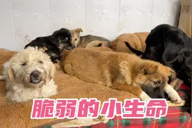 救助的流浪狗每次带它们去医院治疗都很害怕，以为我要抛弃它们。视频封面