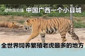 广西一个小县城饲养繁殖老虎上千头，全世界饲养老虎最多的地方视频封面