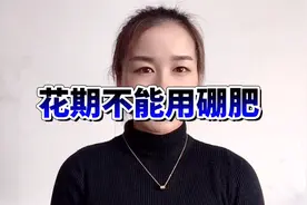 花期不能用硼肥，流体硼应该在花前期和初花期使用，可以提高授粉视频封面