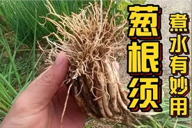 “葱根须”是个宝，放到锅里用水煮一煮，有这么好的用途