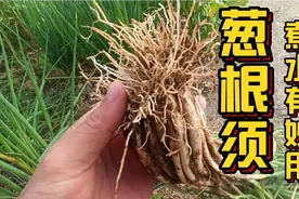 “葱根须”是个宝，放到锅里用水煮一煮，有这么好的用途视频封面