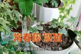 常春藤用这种方法繁殖，0经验也能插一根活一根视频封面
