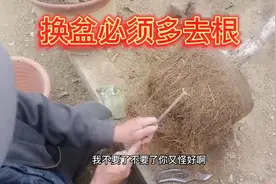 桂花换盆必须多去根不去不旺填土必须填实不能有空隙不然叶片发黄视频封面