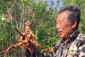 挖了一个20多年的大狼毒，成精了，有胳膊有腿吃一颗能毒死20头牛视频封面