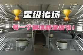 万头养猪场，每一个细节都是精心设计，评个五星级养殖场绰绰有余视频封面