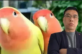 引以为戒！广东男子花75元从正规网站买2只鹦鹉，被判1年9个月视频封面