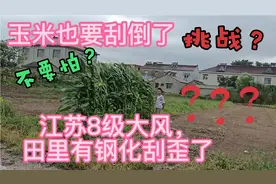江苏南京农村8级大风的现场，农作物都倒了，风力太大了视频封面