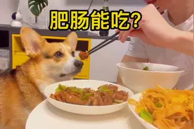 柯基：肥肠这味道，竟然能吃？视频封面