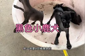 全是稀有品种，纯黑色小鹿犬，迷你杜宾，无毛犬