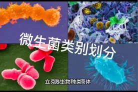 微生物菌类别划分视频封面