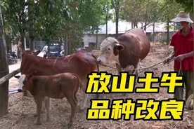 放山土牛效率高，为了提升牛犊品质，用西门塔尔进行品种改良视频封面