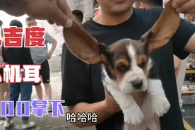 无奇不有的养户用塑料袋提着来送巴吉度，有瑕疵少了也不卖，绝了视频封面