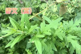 身边的草药（33），野艾，理气行血散寒调经安胎祛风除湿消肿止血视频封面