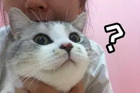 猫猫头上真有开关！第一次听到这么奶的叫声！