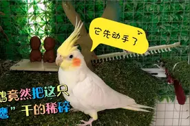 两只小鹦鹉竟然把一只“老鹰”干的稀碎，审问过程太搞笑了视频封面