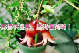 盆栽石榴不开花，开花又不挂果，分别该怎么解决？学习了视频封面