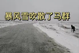 暴风雪持续了两三天，马群被吹散，跟着一匹赛马找到了所有马群视频封面