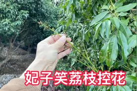 妃子笑荔枝控花技术，高州荔枝发源地小伙丰富经验分享，值得收藏视频封面