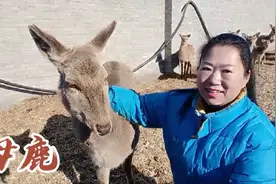 东北梅花鹿冬天都吃些什么饲料？需要喂草，玉米打成颗粒喂食更好视频封面