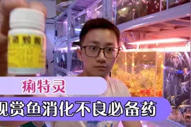 观赏鱼肠炎及消化不良必备药痢特灵，分享一下使用方法和注意事项视频封面