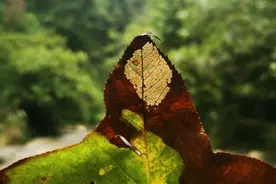 30.富贵不能淫，贫贱不能移，威武不能屈视频封面