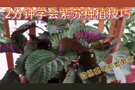 2分钟学紫苏超速生长新方法，它的作用真牛，难怪那么多人爱吃！
