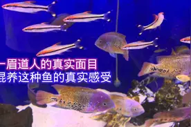 谈一谈一眉道人的真实面目，和混养这种鱼的真实感受视频封面