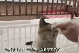 今天门口来了一只小猫，粘着我不走了，最后拿头撞墙这是为什么？视频封面