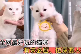 全网最好玩的猫咪，有求必应，拉屎要人扶！太可爱了！视频封面