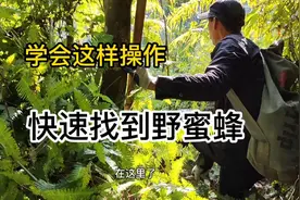 野外怎样找蜜蜂？小伙使出一个技巧，一次找到几窝蜜蜂！