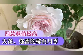 四款颜值极高、大花、强香的优秀月季，其中有一棵不知道名字视频封面