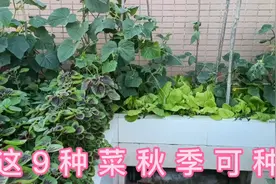 秋天了，看看可种哪些蔬菜？播种时施点土肥，苗长得更壮实视频封面