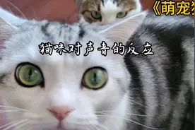 说说猫咪对声音的反应视频封面