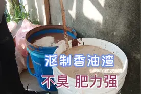 香油渣沤制肥料，加一样东西，不臭、肥力强，为明年种菜准备视频封面