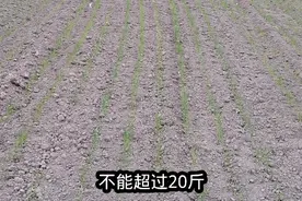 专家说小麦播种量每亩18斤，农民按他说的种能高产吗？视频封面