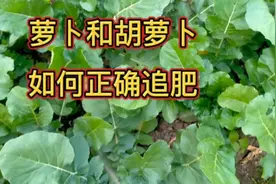 给萝卜和胡萝卜追肥，方法要正确，做错了效果差还影响产量视频封面