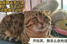 小主人跟妈妈闲聊班级新趣事，话痨猫咪抢话回应，刷足了存在感视频封面