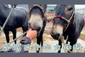 东北三头大骡分别五万七万八万，驴骡和马骡标志性区别原来在嘴上视频封面