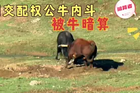 野牛群内斗，几头公牛为了一群母牛交配权打了起来，最后被牛暗算视频封面