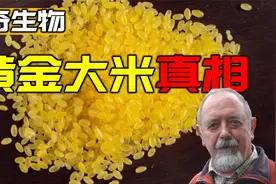 黄金大米有什么特别之处？转基因食物到底会有哪些作用视频封面