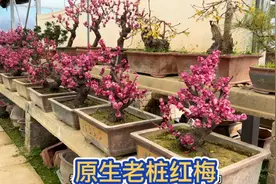 北方最不怕冻的花骨里红红梅，每次开花都是十分的惊艳，香味扑鼻视频封面